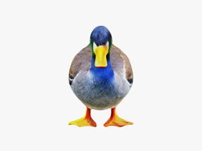 Duck Animal Free 3D model
