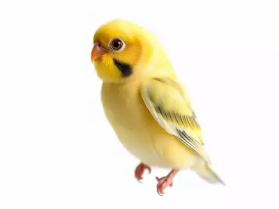 Golden Finch Bird model pack Low-poly 3D model