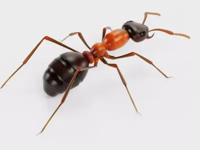 Ant - Formica Rufa Low-poly 3D model