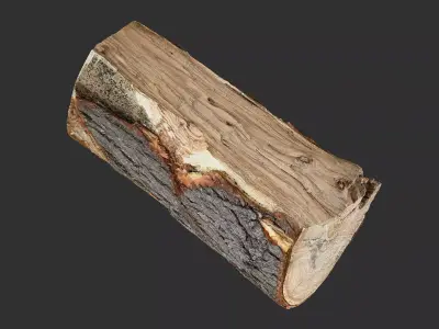 3D Scan tree trunk in highpoly 3D model