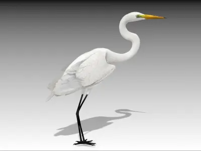Egret Low-poly 3D model