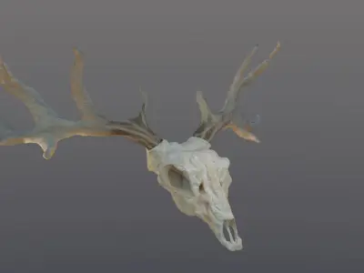 Deer skull with Antlers 3D model