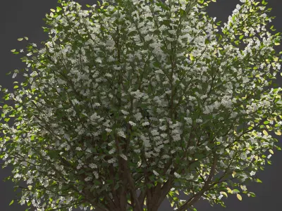 2021 PBR European Bird Cherry Collection - Prunus Padus 3D model
