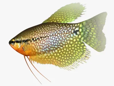 Pearl Gourami 3D model