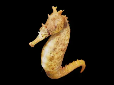 Seahorse fish Low-poly 3D model