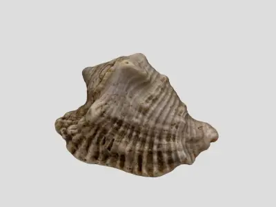 A sea shell 3D model