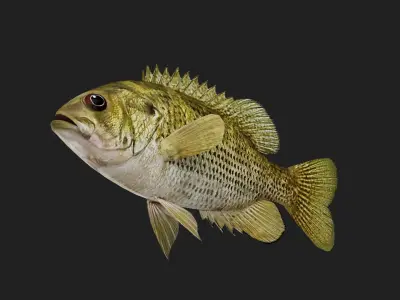 Rockbass fish Low-poly 3D model