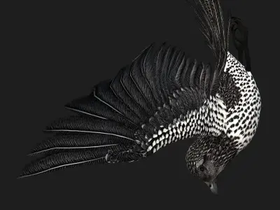 PheasantBird B7 3D model
