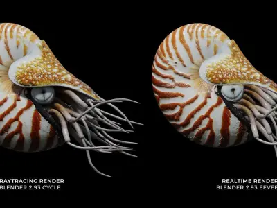 Chambered nautilus Low-poly 3D model