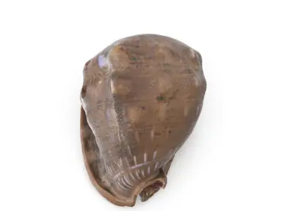 Shell 03 - Low and High Poly Versions Low-poly 3D model