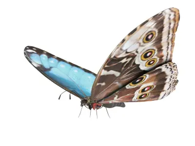 Morpho Peleides Butterfly 3D model