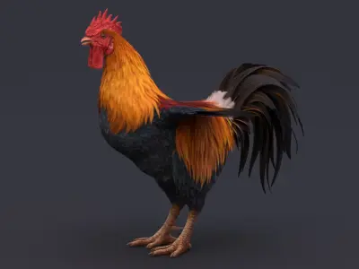 Rooster 3D model 4
