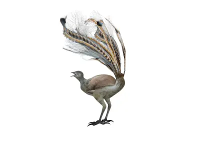 Lyrebird Low-poly 3D model
