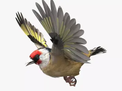 European Goldfinch - rigged - animated 3D model