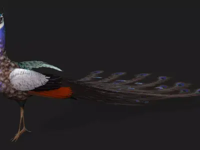 Peacock V2E Free low-poly 3D model