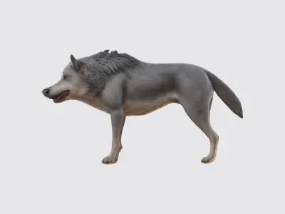 A gray wolf standing 3D model