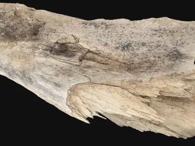 Peeling tree trunk in the real world 3d scan 3D model