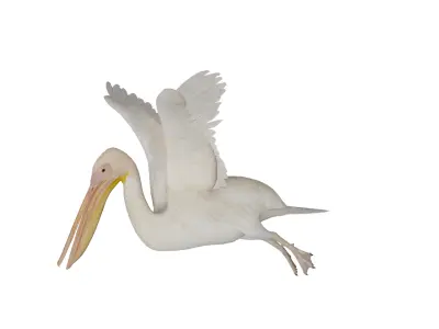 Pelican Bird Low-poly 3D model