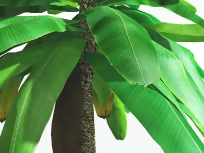 EVERYPlant Bjuvia Cycad LowPoly 3 --12 Models-- Low-poly 3D model