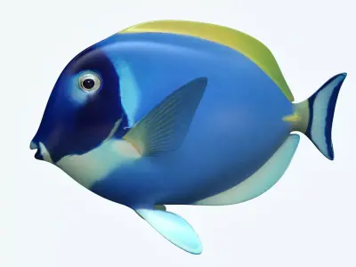 Dorry Fish 3D model