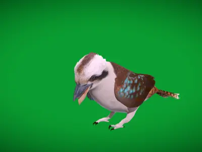 Kookaburra Bird Low-poly 3D model