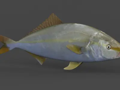 Amberjack Fish 3D model
