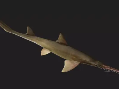 Shark Low-poly 3D model