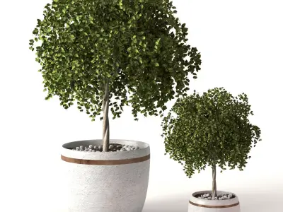 Greanplants two trees in pots Free 3D model