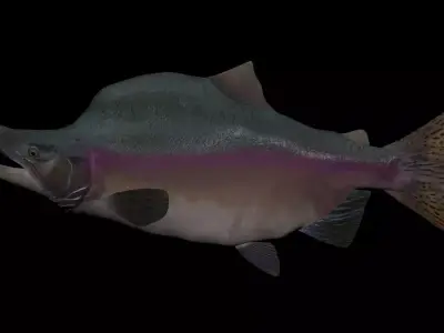 Pink Salmon 3D model