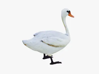 Swan Animal Free 3D model