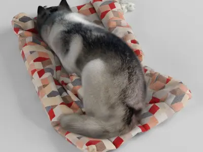 Sleeping Husky Dog 3D model
