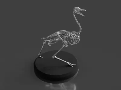 Silver Ostrich Skeleton for Visual Art 3D model