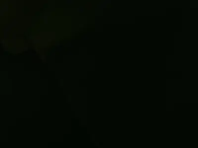 Vibrant Parrot Model Pack for Animation and Games Low-poly 3D model