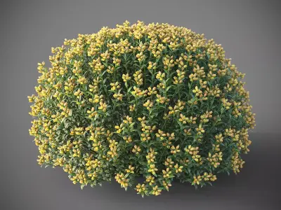 XfrogPlants Spanish Broom - Genista Hispanica 3D model