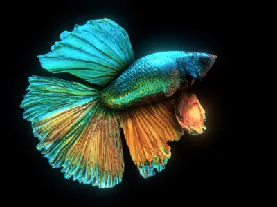 BETTA SPLENDENS Low-poly 3D model
