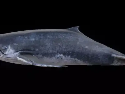 Humpback Whale Low-poly 3D model