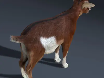 Goat (2) (ANIMATED) (FUR) 3D model