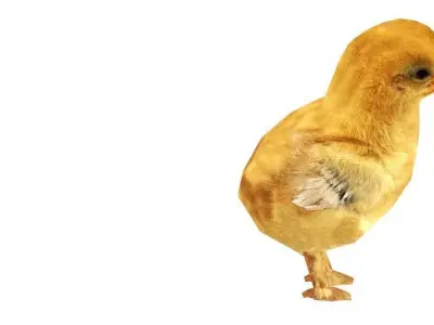 Animated Rigged Chick Low-poly 3D model