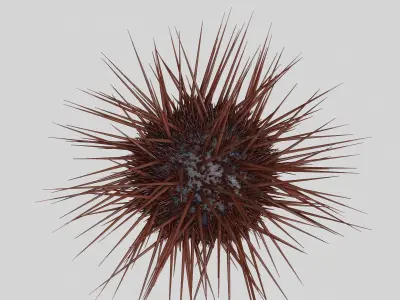 Sea urchin V1 3D model