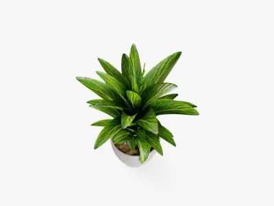 Plant 5 3D model