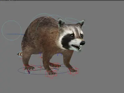 raccoon racoon animal rodent mammal coon forest animal 3D model