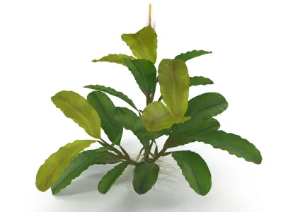Bucephalandra 3D model
