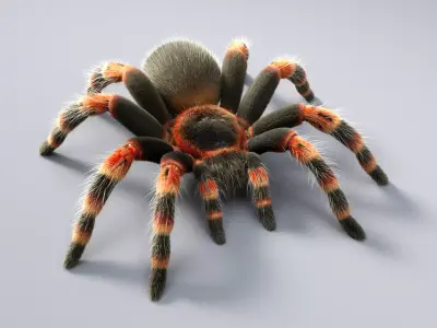 Tarantula Low-poly 3D model