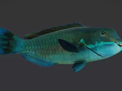 Realistic Parrotfish Animated 3D model