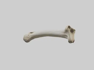Giraffe Femur Low-poly 3D model