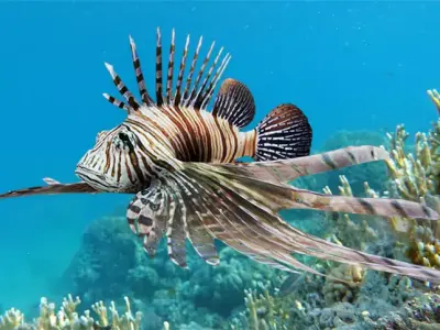 Realistic Lionfish Animated 3D model
