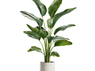 Indoor Plants Pack 86 3D model