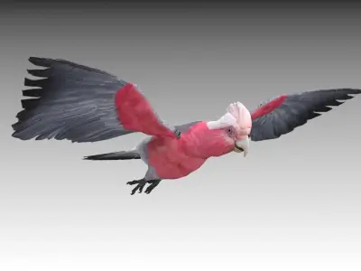 Galah cockatoo in flight - cockatoo in flight Low-poly 3D model