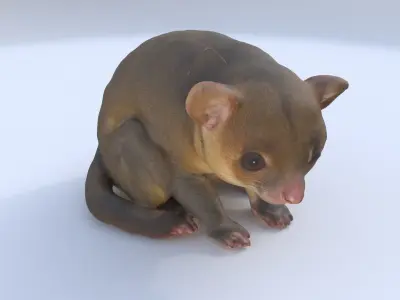 Kinkajou 3D model