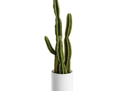  Saguaro Cactus Plant Model 